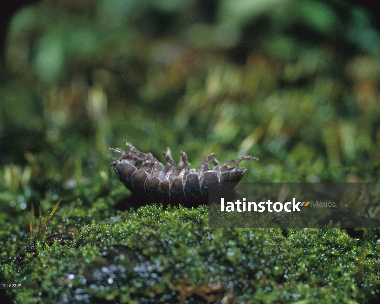 Común Tenebrio (Armadillidium vulgare) adultos rodando en bola protectora, distribución mundial, la 