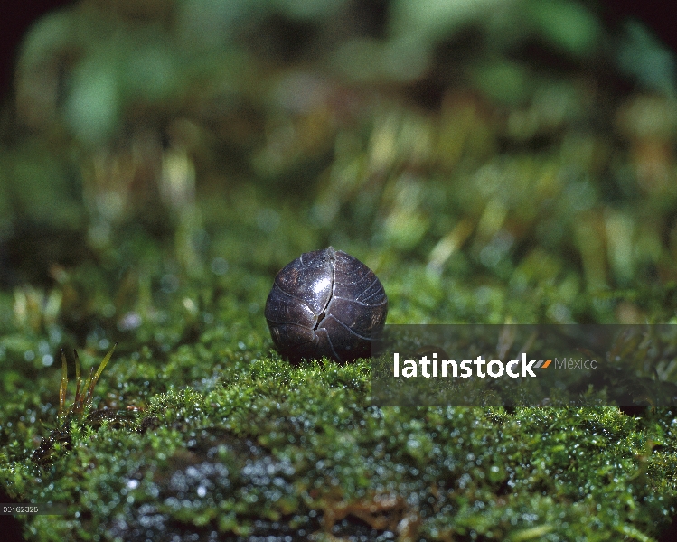 Común adulto de Tenebrio (Armadillidium vulgare) rodado en bola protectora, distribución en todo el 