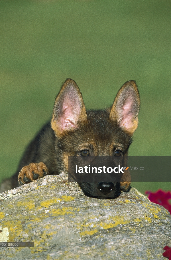 Pastor Alemán (Canis familiaris) retrato de un cachorro descansando la barbilla en una roca