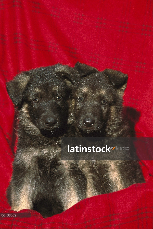 Pastor Alemán (Canis familiaris) retratos de dos cachorros en tela roja