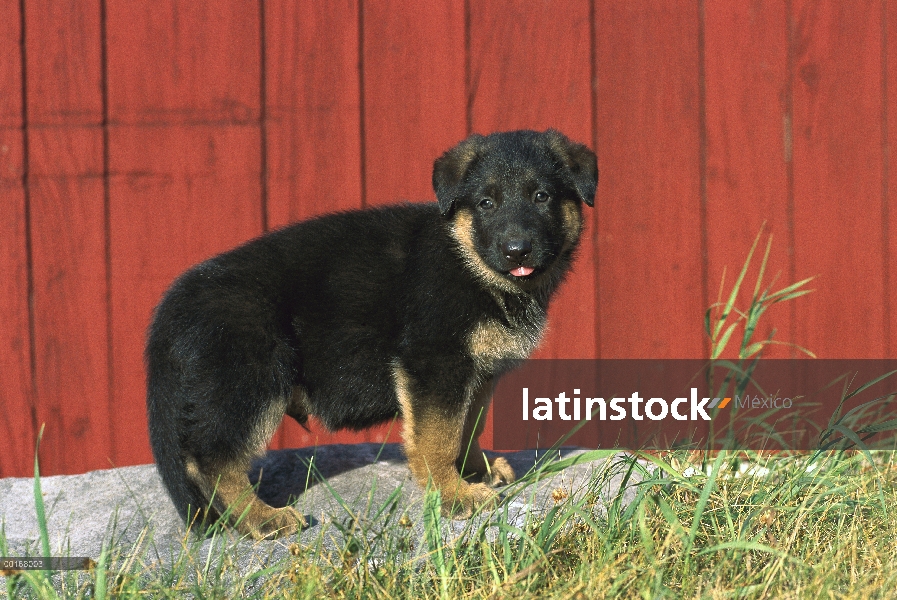 Retrato de pastor alemán (Canis familiaris) de pie cachorro macho al lado de una valla de madera