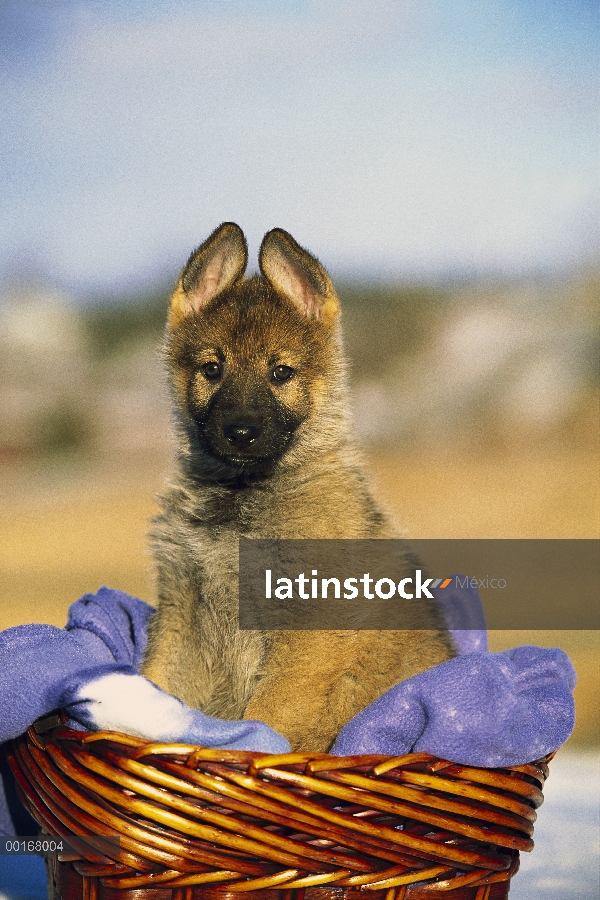 Pastor Alemán (Canis familiaris) retrato de un cachorro en una canasta