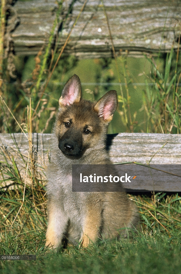 Cachorro de pastor alemán (Canis familiaris) sentado en la hierba delante de una valla de madera