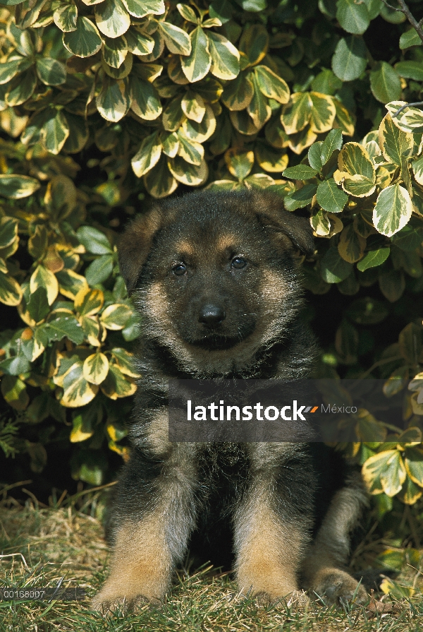 Cachorro de pastor alemán (Canis familiaris) sentado en la hierba