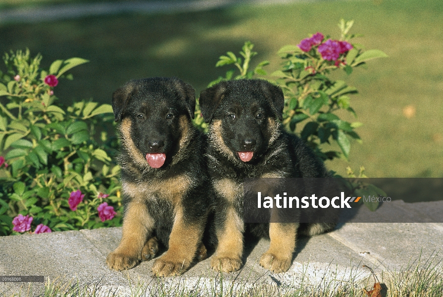 Dos cachorros de pastor alemán (Canis familiaris) sentados juntos a lo largo del muro del jardín