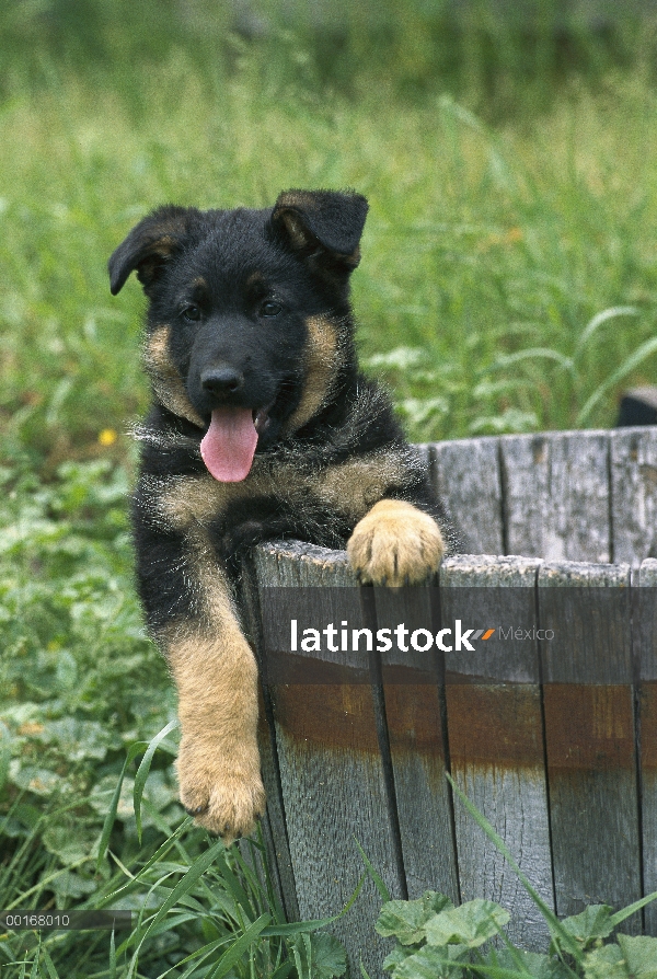 Cachorro de pastor alemán (Canis familiaris) en jardinera