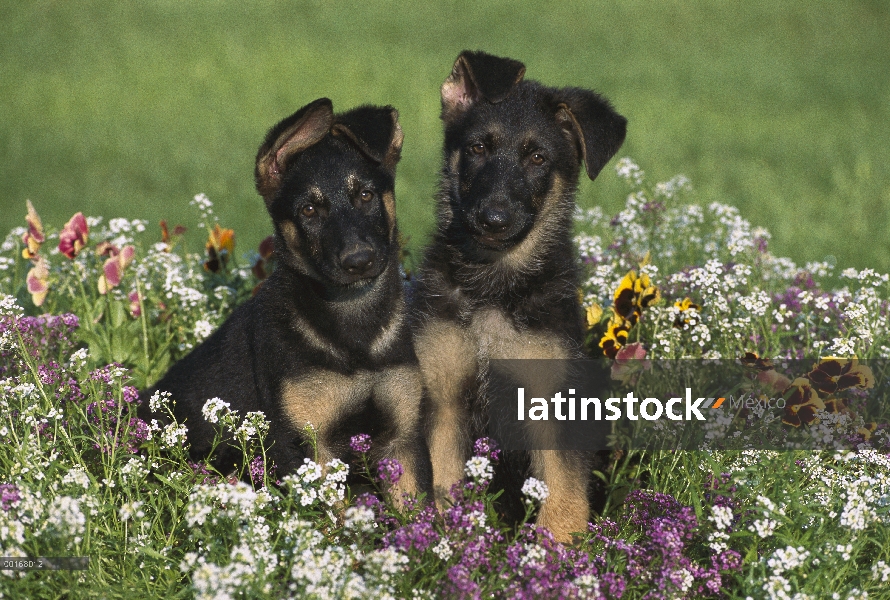 Pastor Alemán (Canis familiaris) retratos de dos cachorros alerta sentado entre alyssum y pensamient