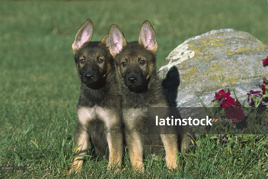 Pastor Alemán (Canis familiaris) retratos de dos cachorros alerta sentado en el césped