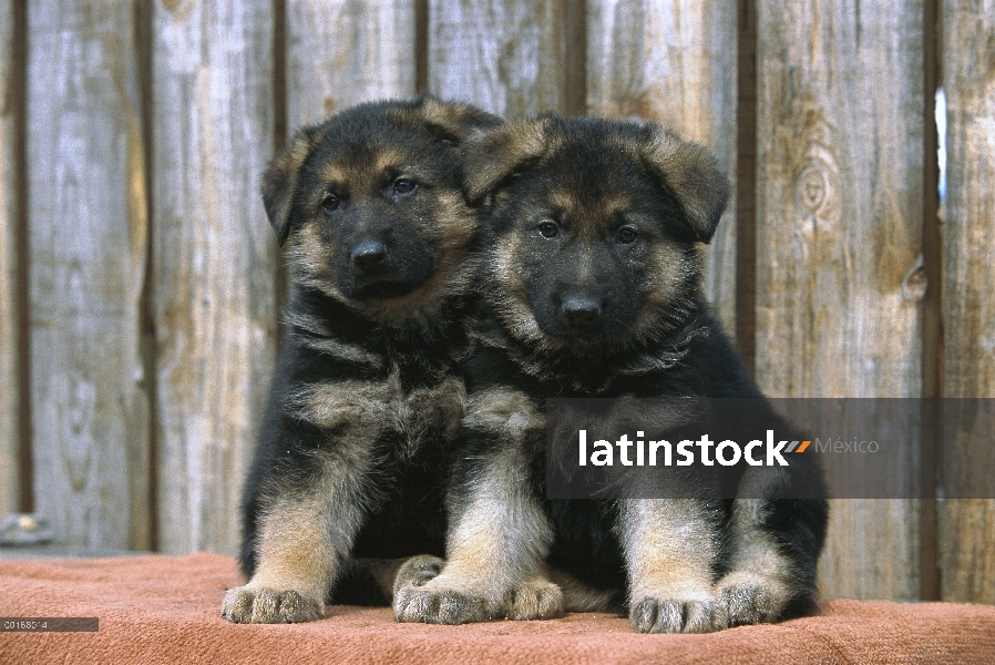 Pastor Alemán (Canis familiaris) retratos de dos cachorros alerta sentados juntos frente a una valla