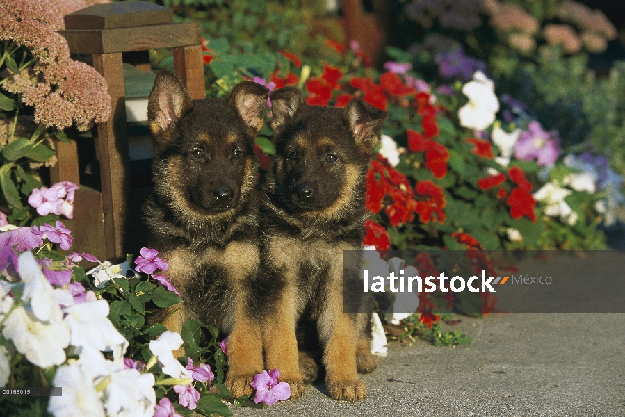 Pastor Alemán (Canis familiaris) retratos de dos cachorros sentado entre petunias y impatiens a lo l