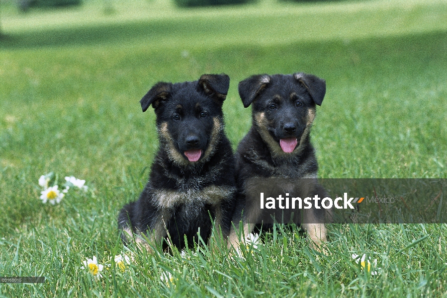 Pastor Alemán (Canis familiaris) retratos de dos cachorros sentados juntos en la hierba verde