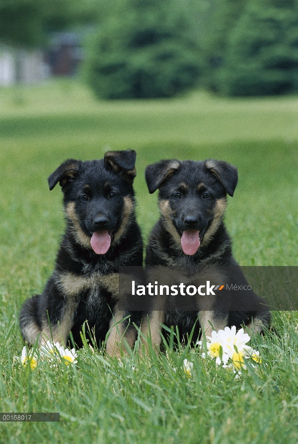 Pastor Alemán (Canis familiaris) retratos de dos cachorros sentados juntos en la hierba verde