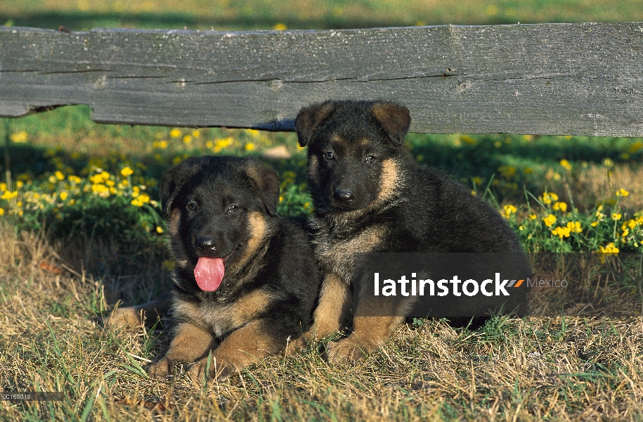 Pastor Alemán (Canis familiaris) retratos de dos cachorros sentados juntos en la base de la cerca