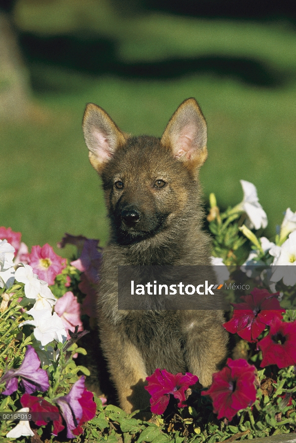 Pastor Alemán (Canis familiaris) retrato de un perrito sentado entre las flores de petunia