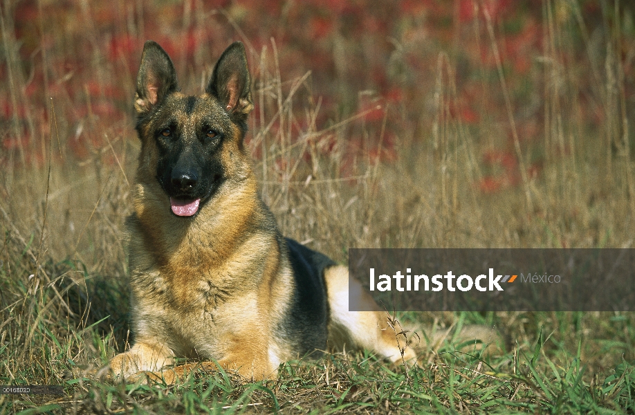 Retrato de pastor alemán (Canis familiaris) de un adulto alerta descansando en campo de hierba