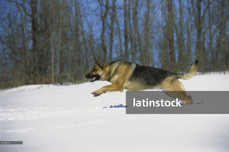 Macho adulto Pastor Alemán (Canis familiaris) corriendo por la nieve