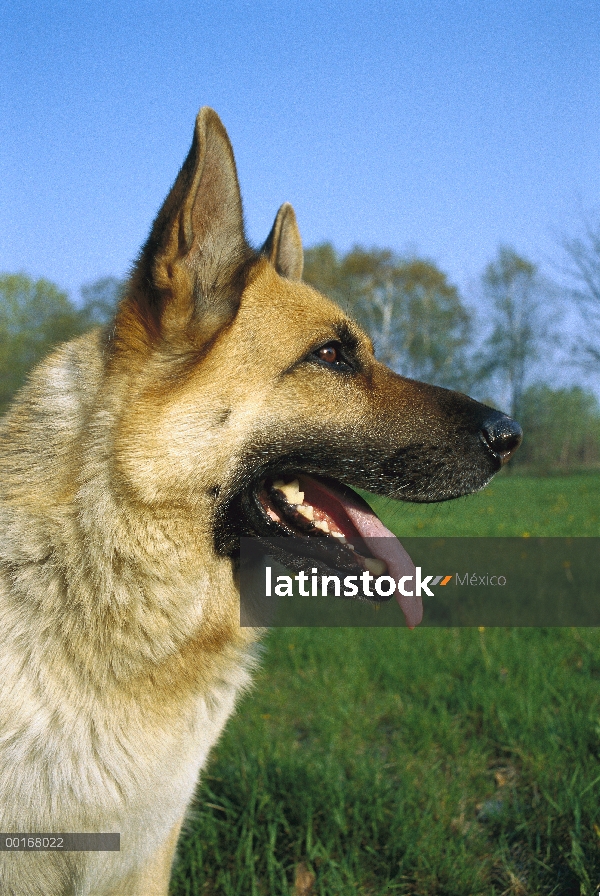 Pastor Alemán (Canis familiaris) primer plano retrato de Perfil de un perro adulto