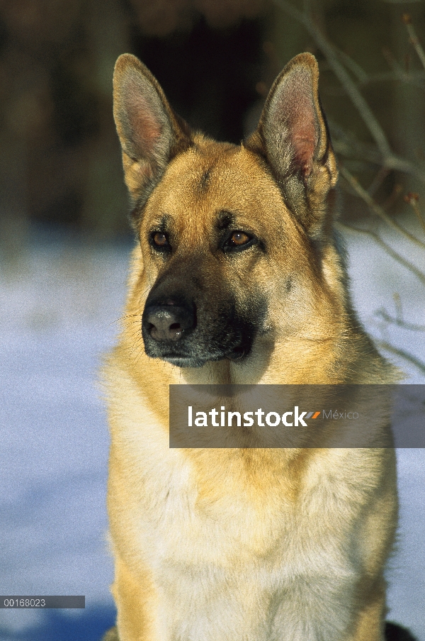 Pastor Alemán (Canis familiaris) retrato de un perro adulto en la nieve