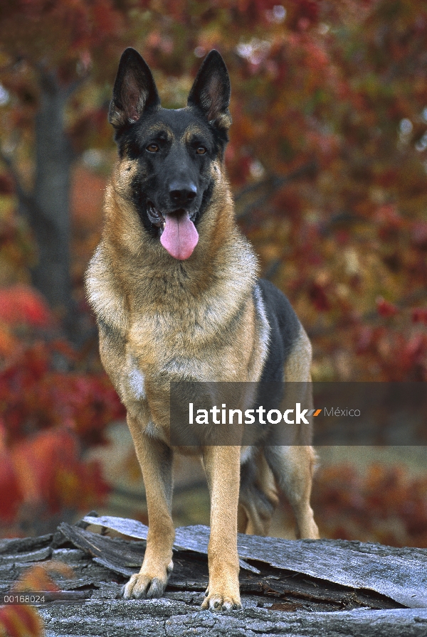 Pastor Alemán (Canis familiaris) retrato de un perro adulto alerta con colores de otoño en el fondo