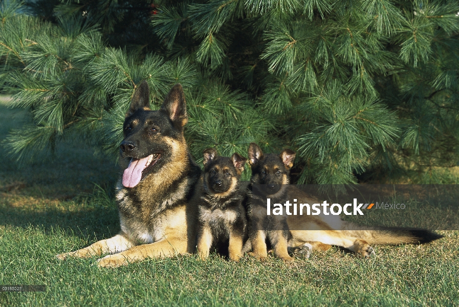 Pastor Alemán (Canis familiaris) madre con dos cachorros descansando en el césped de hierba