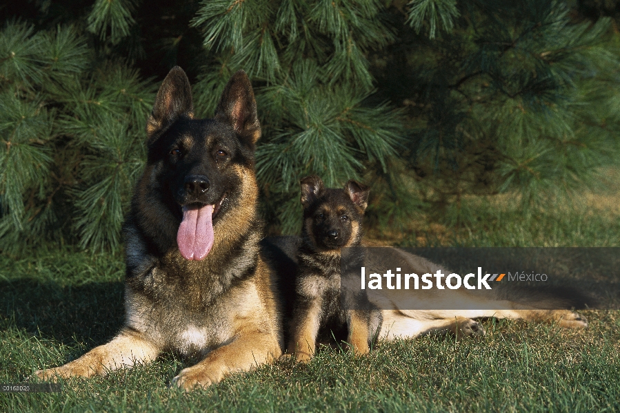 Pastor Alemán (Canis familiaris) madre con perrito descansando en el césped de hierba