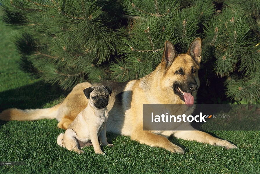 Pastor Alemán (Canis familiaris) adulto descansando en el césped de hierba con amigo Pug (Canis fami