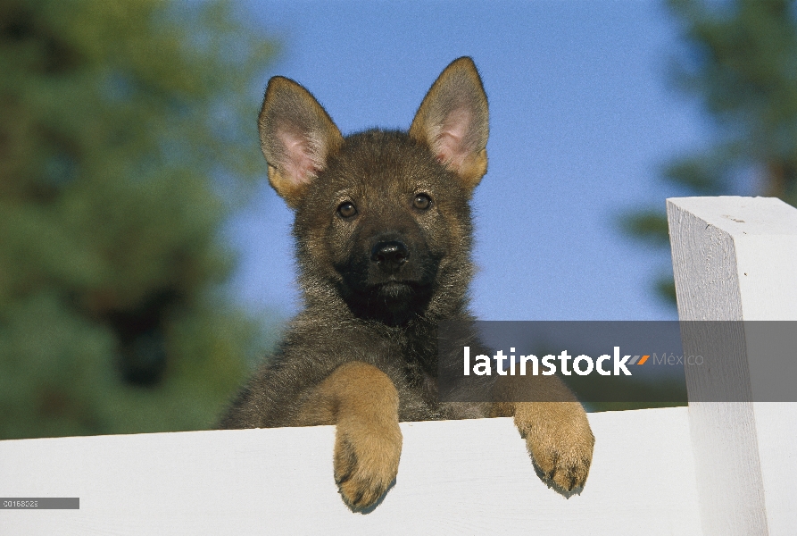 Cachorro de pastor alemán (Canis familiaris) mirando por encima de la parte superior de una valla