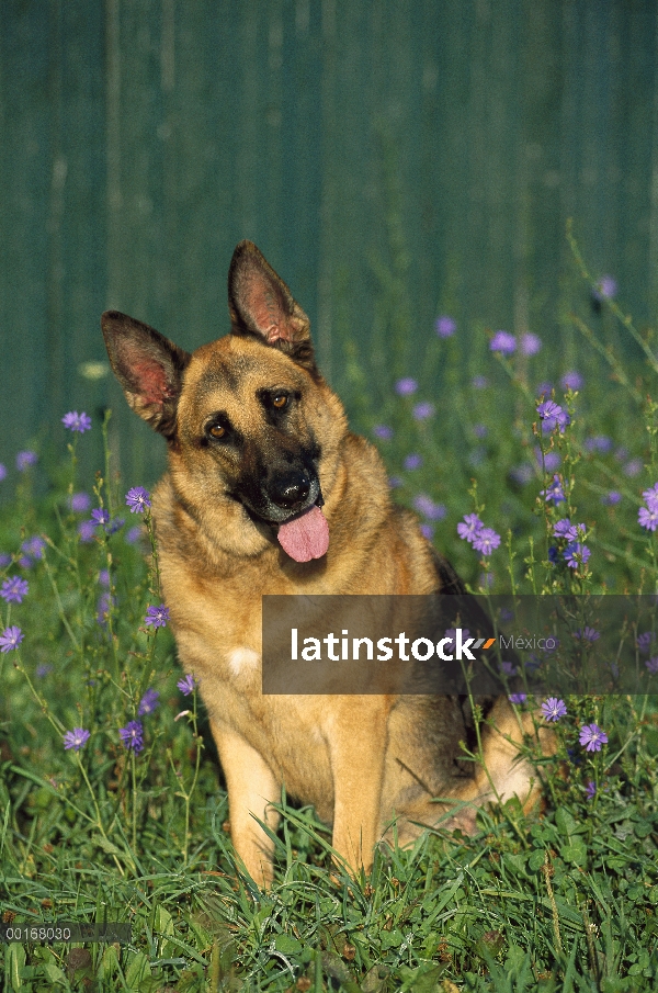 Retrato de pastor alemán (Canis familiaris) de curiosa sesión adultos entre flores silvestres en el 