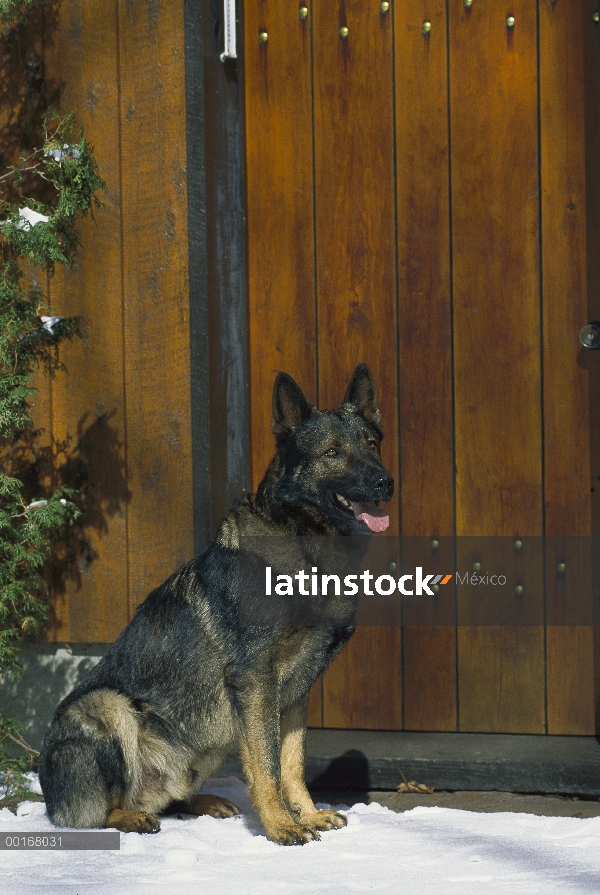 Pastor Alemán (Canis familiaris) color sable adultos sentarse en suelo Nevado cerca de valla