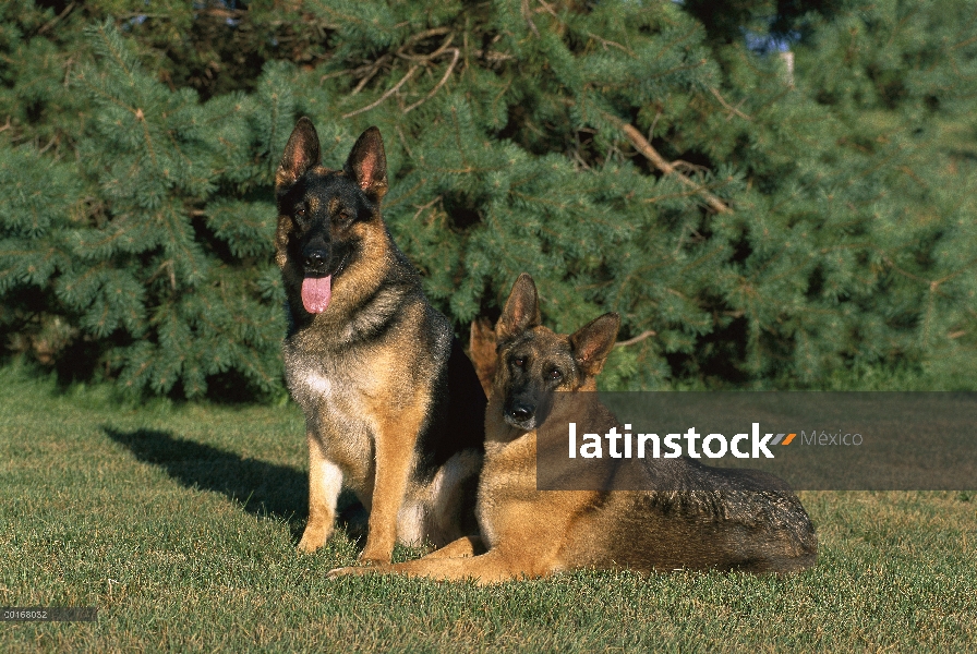 Adultos de pastor alemán (Canis familiaris) descansando en el césped de hierba