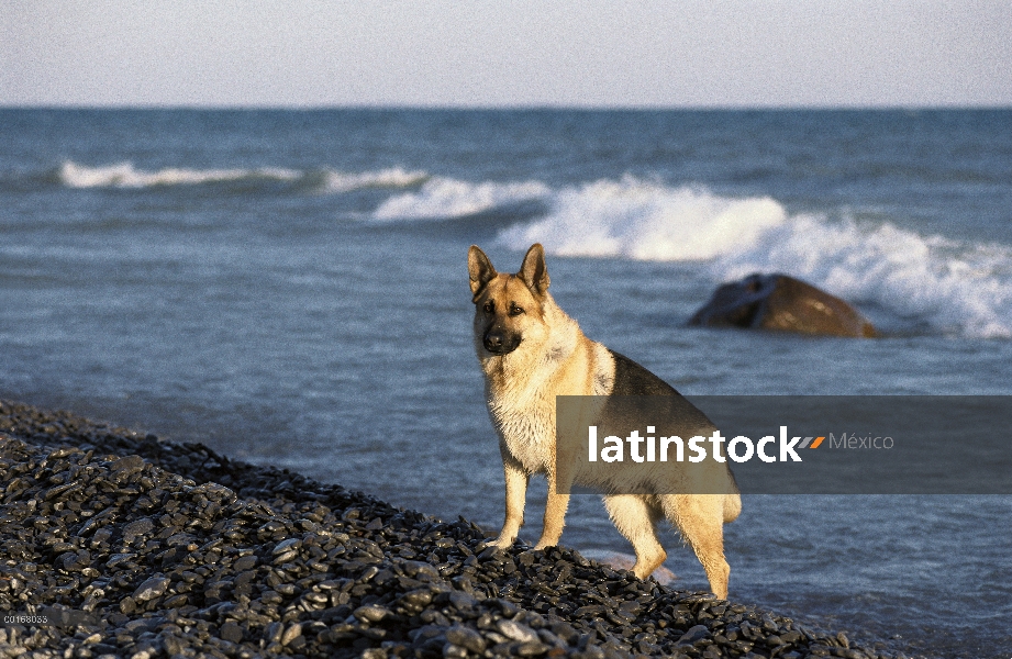 Pie adulto Pastor Alemán (Canis familiaris) en playa rocosa