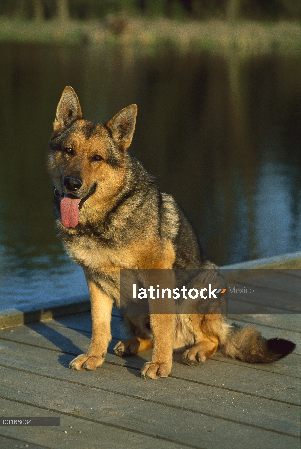 Retrato de pastor alemán (Canis familiaris) de un adulto sentado en un muelle