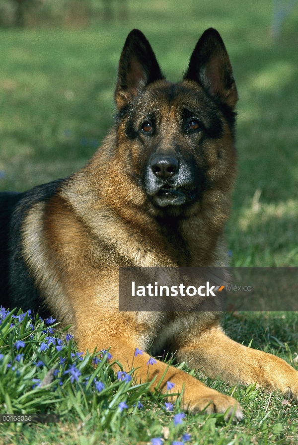 Pastor Alemán (Canis familiaris) adulto descansando sobre la hierba verde entre las flores, buscando