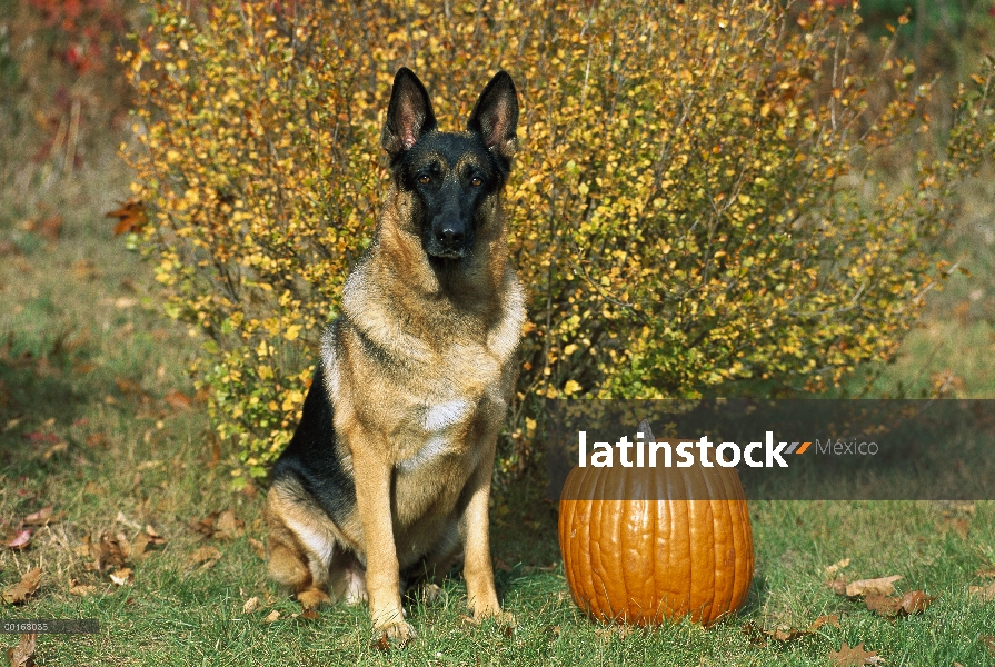 Pastor Alemán (Canis familiaris) retrato adulto sentado junto a la calabaza