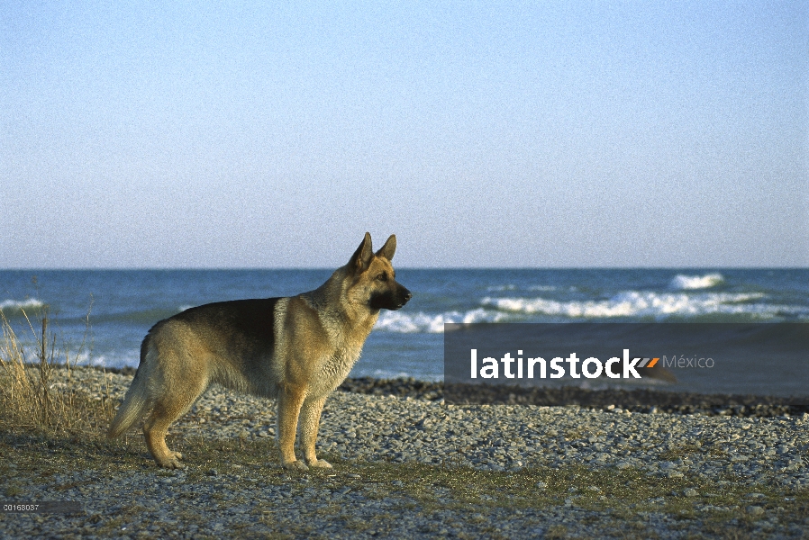 Pastor Alemán (Canis familiaris) alerta permanente adultos en playa rocosa