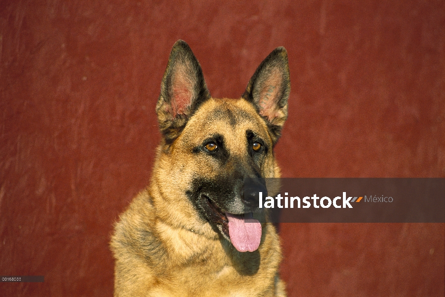 Pastor Alemán (Canis familiaris) adultos retrato sobre fondo rojo