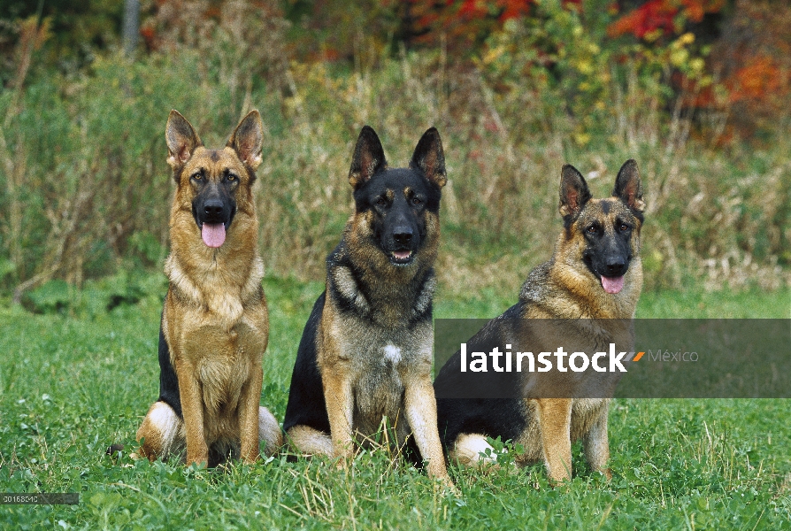 Pastor Alemán (Canis familiaris) tres adultos en el campo de hierba