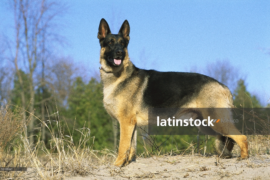 Alerta de pie perro macho adulto Pastor Alemán (Canis familiaris)