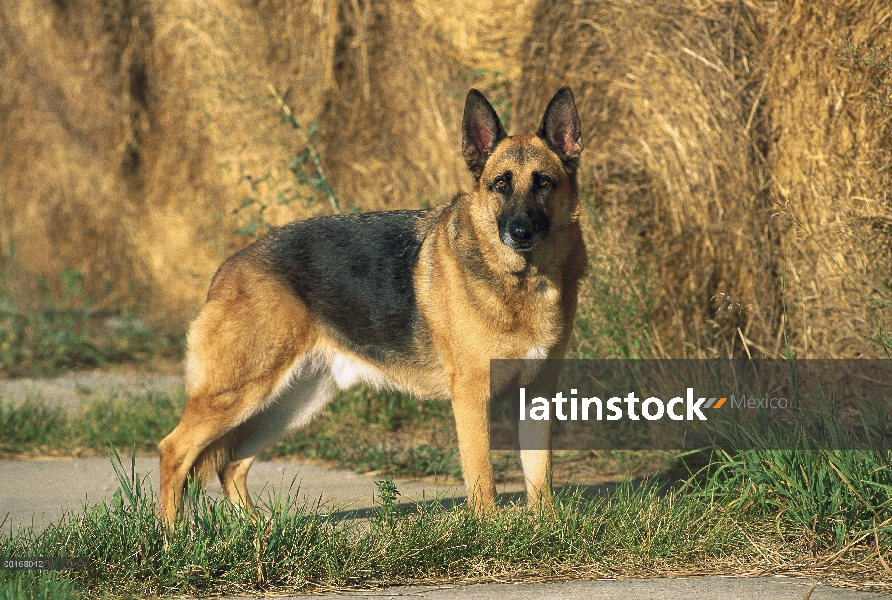 Pie de perro adulto macho de pastor alemán (Canis familiaris) al lado de balas de heno en la granja