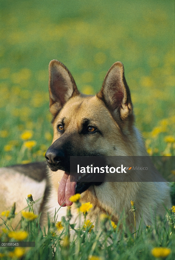 Pastor Alemán (Canis familiaris) primer plano retrato de las gallinas adultas en campo de diente de 