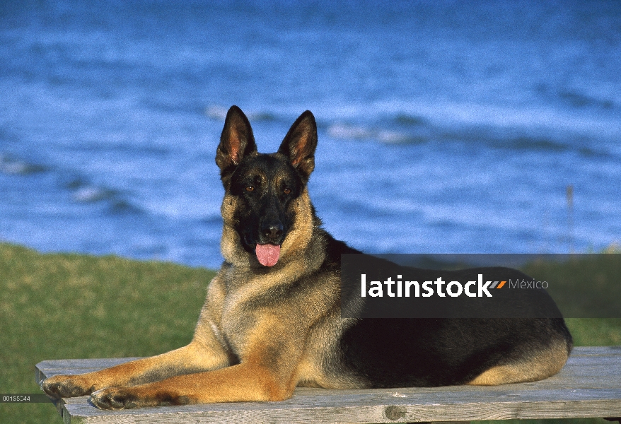 Pastor Alemán (Canis familiaris) adulto descansando en la cima de mesa de picnic con vistas al océan