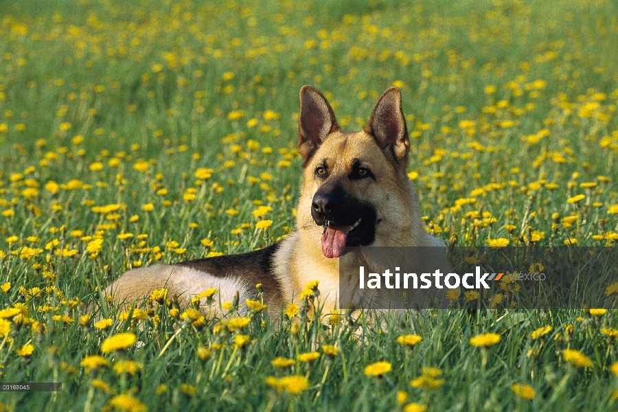 Retrato de pastor alemán (Canis familiaris) de las gallinas adultas en campo de diente de León