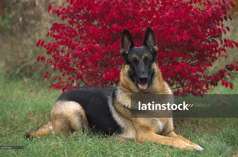 Pastor Alemán (Canis familiaris) adulto descansando en la hierba delante de árbol en otoño colores