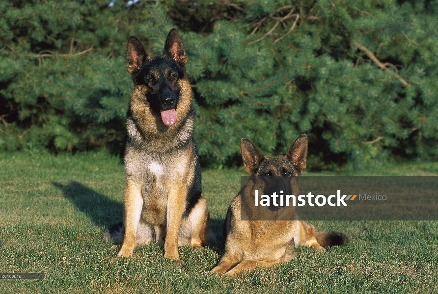 Dos adultos de pastor alemán (Canis familiaris) en césped