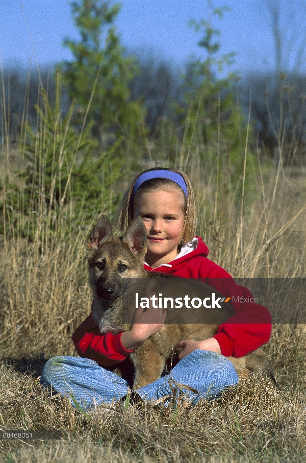 Cachorro de pastor alemán (Canis familiaris) en manos de una niña