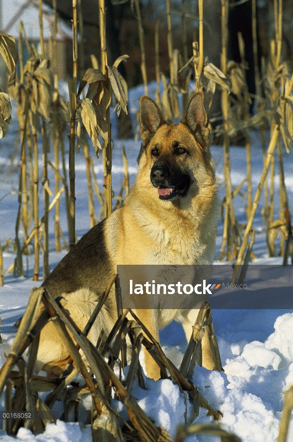 Retrato de pastor alemán (Canis familiaris) de adultos sentarse en la nieve entre los tallos del maí