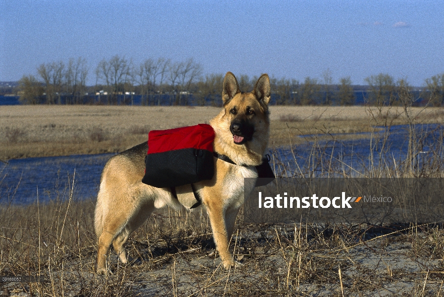 Pastor Alemán (Canis familiaris) adulto en caminata llevando una mochila