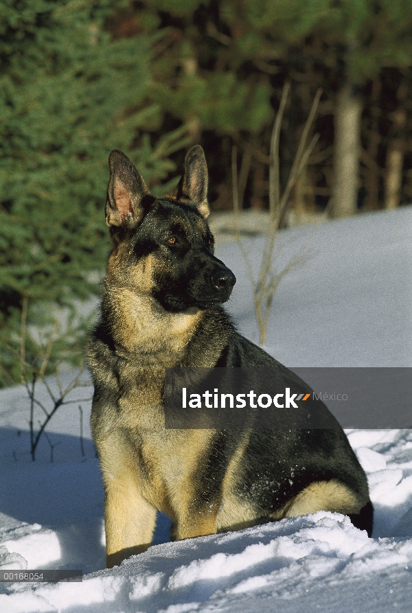 Retrato de pastor alemán (Canis familiaris) de un adulto sentado en la nieve