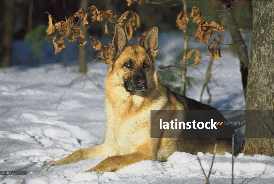 Retrato de pastor alemán (Canis familiaris) de un adulto en la nieve