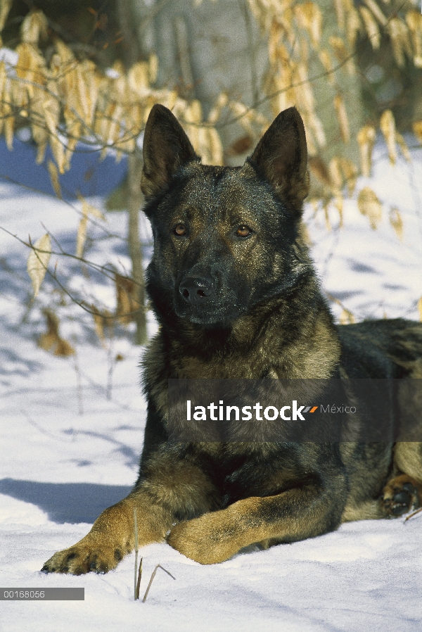 Retrato de pastor alemán (Canis familiaris) de un adulto en la nieve